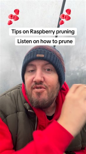 Gardening with Ben 👨‍🌾| Gardening and Allotment Tips on Instagram: "✂️🍓 Raspberry Pruning – Don’t Skip This Job! 🍓✂️ If you want healthier plants, better airflow and bigger harvests, pruning your raspberries is a must 💪🌱 In today’s video I’m showing how I prune my raspberries, what to cut out, and why it makes such a big difference when fruiting season arrives. ✅ Removes old, unproductive canes ✅ Encourages strong new growth ✅ Helps prevent disease