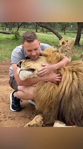 This domesticated lion loves to be pampered and treated like a dog! 🦁 | Daily Mail Video
