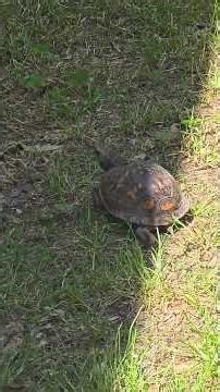 Back Porch Episode #245 #PapaKillerPro#Nort American Box Turtle #Eastern Kentucky