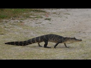 Small alligator walking on land