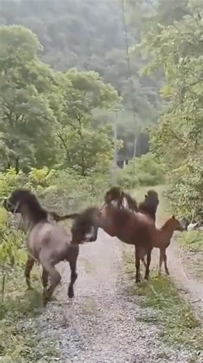 Mother Protects Her Foal