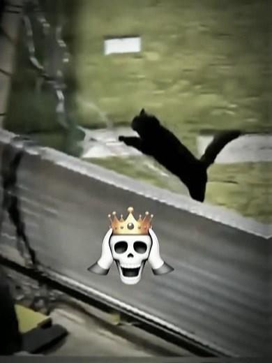 Football Playing in Dogs VS Cat 💀