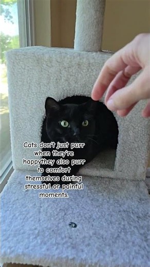 Why do cats purr?