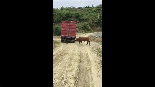 Heartbroken bull chases after truck carrying its companion to slaughterhouse
