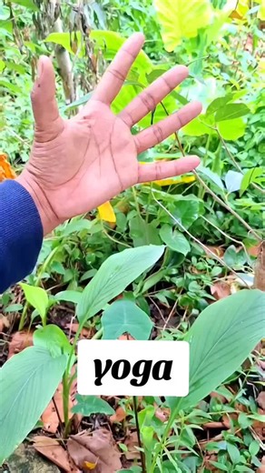 Essential Daily Yoga for Heart and Lung Health