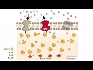 Ion Osmosis: Ion Flux Into and Out of Heart Cells