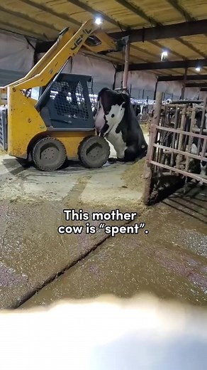 15K views · 217 reactions | The dairy industry takes everything from mothers - their babies, their freedom, their bodies, their milk, and their lives. There’s nothing “ethical” or “humane” about dairy. Please be vegan. | Animal Save Movement | Facebook