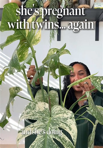 My monstera mint is showing out with her double new growth 🌱 #monsteramint #variegatedplant #houseplants #monstera #planttips @leafjoy Plants