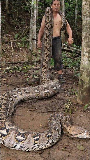 26-Foot Monster! 🐍 The Giant Python