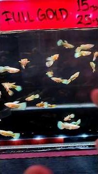 lots of guppy stock at the Jatinegara ornamental fish market stalls #ornamentalfish #guppy #guppy...
