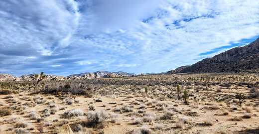The Best Places to Drink and Dine Around Joshua Tree National Park