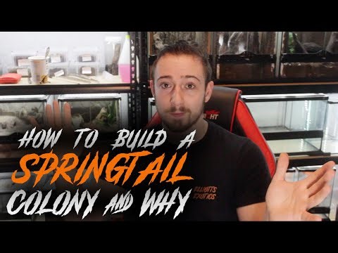 How To Make a Springtail Colony (and why?)