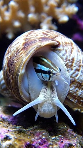 El caracol cono y su arpón venenoso: caza en segundos