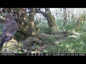 Cameraval - Wildcamera Strex brengt Wespendief mooi in beeld Rundvoort Oelegem 12 juni 2021