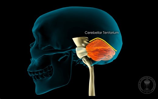 （中文字幕）【3D神经解剖学】小脑的位置、组成与分叶