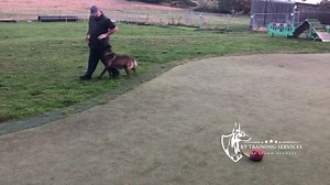 I have been getting requests from all over the world 🌎 on how to get your dog focused on you in obedience but especially in the protection part of your training as the dog struggles more when they are higher in drive. This is what I do, I build this type of foundation work before introducing the decoy/helper into my obedience 🐕🐕❤️❤️❤️ K9 Training Services Dog Training Centre of Excellence Are you struggling with your dogs reactivity ‼️‼️ Do you need help with your dogs obedience, pulling on l