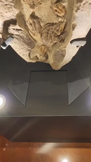 It was great catching up with an old friend today — and yes, I mean the human one, not the fossils this time! 😄 This exhibit is truly incredible, showcasing snapshots of life from completely different corners and chapters of Earth’s history. A reminder that the fossil record is the ultimate storyteller… and no offense to my friend, but these fossils have been around way longer. 🦴✨ #Paleontology #Fossils #DeepTime #EarthHistory #NaturalHistory #MuseumLife #ScienceIsAwesome #PrehistoricLife #Geo