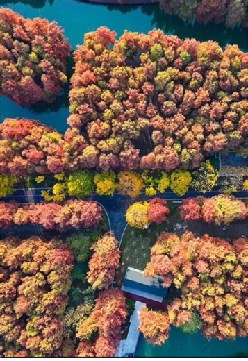 Just opened on New Year’s Day of 2026, Hengmian Park is a new hidden gem in #Shanghai! 🌿✨ Featuring nearly 8,000㎡ of dreamy water forest — and you can still catch the tail end of the bald cypress season. Totally worth a visit. #citywalk #exploreshanghai #cityview 📍 136 Shenjiang Rd S., the Pudong New Area