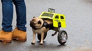 Adorable paralyzed pug dressed as a taxicab at NYC Halloween parade