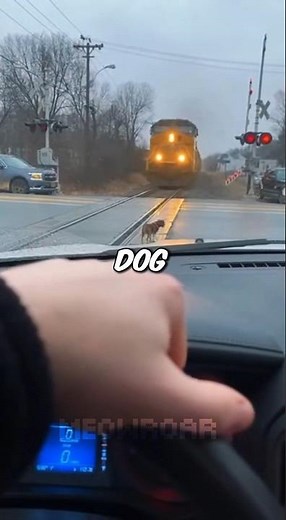 I Had 5 SECONDS Before Train Hit The Dog On Tracks 🚂💔