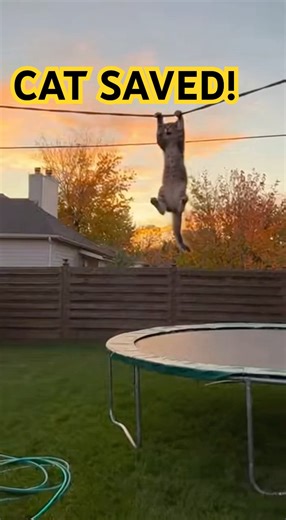 Golden Retriever’s HEROIC Save! 🐶💥 Catches Falling Cat in Jaw-Dropping Rescue