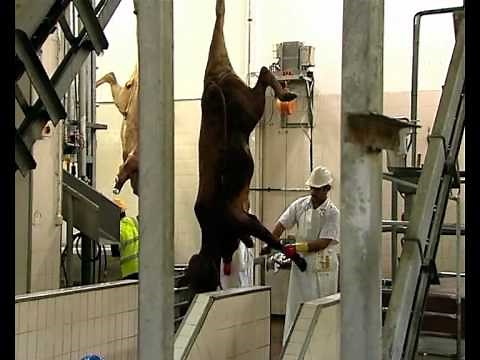Visit to the Abu Dhabi Slaugherhouse