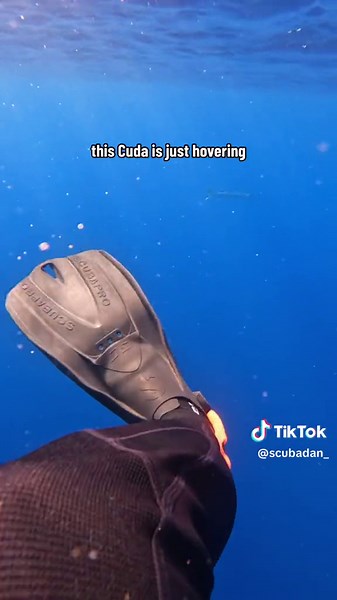 Barracuda Predators: A Deep Dive into the Apex Predator of the Pacific Ocean