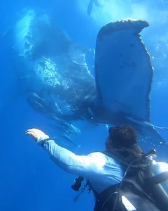 The net weighed about half a ton, and they think she was carrying it for days 🥺 🐋 | UNILAD