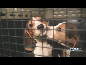 ANNA Shelter celebrates adoption of all 50 beagles rescued from Virginia breeding facility
