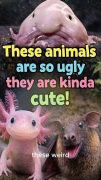 Top 10 Ugly Animals That Are Actually Cute