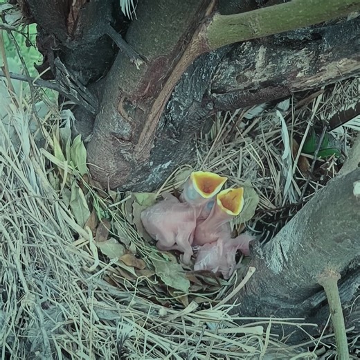 5.5K views · 334 reactions | Myna bird feeding two babies | Review All Birds | Facebook