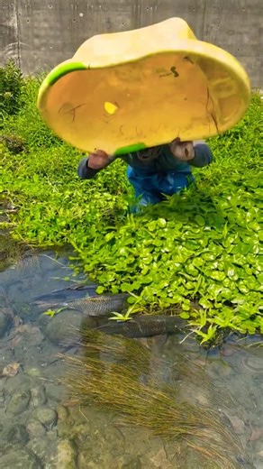 Wild Fishing Surprise! Catching 3 Big Goldfish by Hand #viral #fishing #fishbait