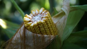 Syngenta seeds are scientifically developed to increase yields that require less water. All this is done to grow more from less to meet the growing demand for food as the world population continues to rise. Read more about how our seeds help to overcome the challenges of the future here https://www.syngenta.co.za/seeds | Syngenta