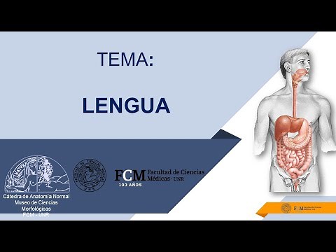 Aparato digestivo. Lengua