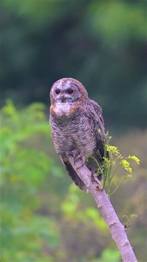 Birds in Action 🐦 | Nature’s Fastest Moves #birds #shorts #photography