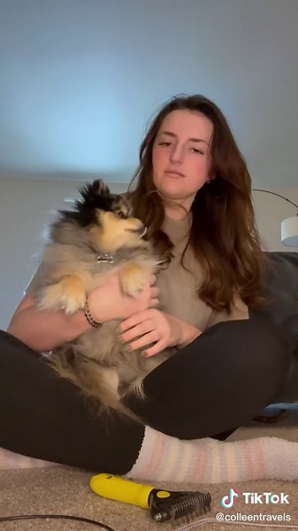 The Ultimate Dematting Tool for Pomeranians