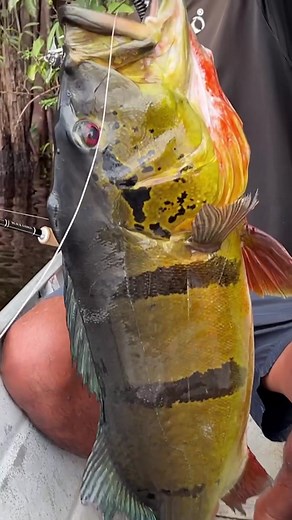 初めてのデジタル魚拓。 制作：FISH VILLAGE さん #デジタル魚拓 #魚拓 #メモリアルフィッシュ #釣り #釣り部屋 #ピーコックバス #ツクナレアスー #fishart #gyotaku #gyotakuart #tucunare #tucunaré #tucunareaçu