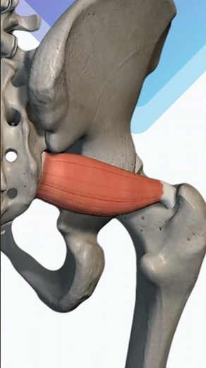 Pyramidalis Muscle (Piriformis) 🦵 | Hip Anatomy Explained in Simple Ways