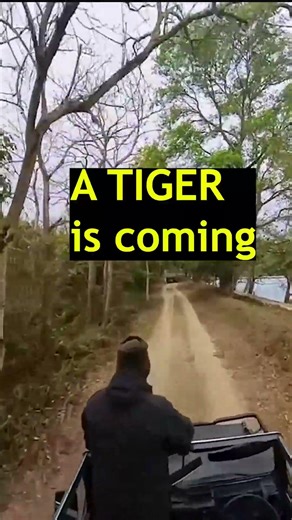 Where is THE TIGER?