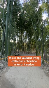 Featuring over 100 species and cultivars of bamboo, see the largest living collection of bamboo in North America! With nearly half of the world's bamboo threatened with habitat destruction, our Bamboo Garden is recognized by the American Public Garden Association (APGA) as a key resource for bamboo research and preservation. You may have noticed some fencing around our Bamboo Garden during the day due to our Lightscape show, but this beloved area is OPEN and ready to be explored! #bamboogarden #