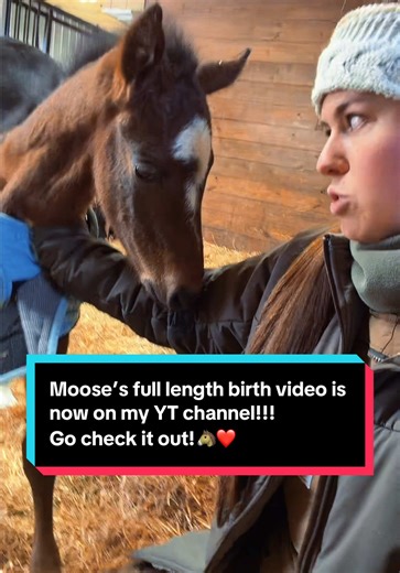 Moose's Amazing Birth Experience on YouTube