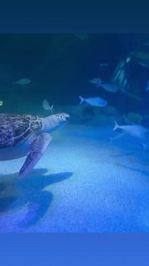 5.4K views · 30 reactions | Have you visited our newest friends ? Explore our new exhibit Night on the Reef, this long weekend! Book now to secure your spot! Link in bio 麗 | SEA LIFE Melbourne Aquarium | Facebook