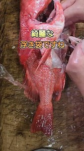 The finest rockfish have arrived at Toyosu Market! Packed with the mysteries of fish! #bitterball...