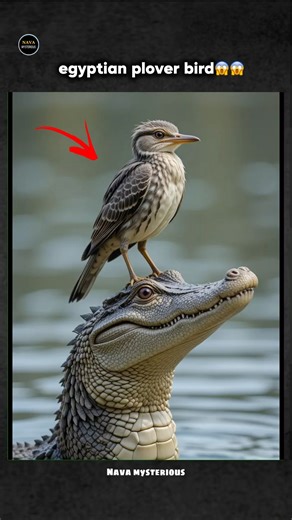 egyptian plover bird😱😱 ll crocodile ll#facts #wildfacts #animals #egyptianbird #shorts #crocodile
