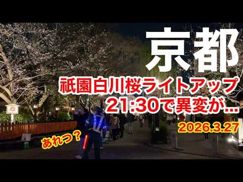 【京都桜観光🌸】祇園白川のライトアップ21時半に行ったら異常すぎた…人が消える穴場時間｜女ひとり旅 #京都観光 #女ひとり旅 #京都桜