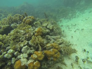 File:Underwater Videos 4.webm - Wikimedia Commons