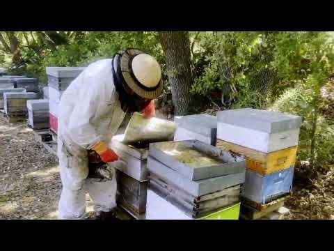 Hózhó Farming - Beekeeping - Navajo France Production