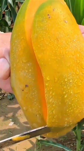 how to peel a mango easily using a knife