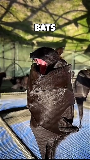 How different animals yawn | Clips AI