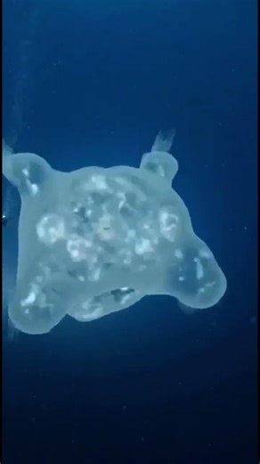 Creepy Things Found In The Ocean… And We’ve Only Explored 10%